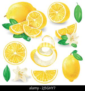 Set of whole, cut in half, sliced on pieces fresh lemons, leaves and flowers, twisted lemon peel hand drawn vector illustration isolated on white back Stock Vector
