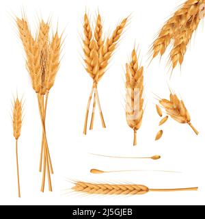 Bunch of wheat ears, dried whole grains realistic vector illustration set isolated on white background. Cereals harvest, agriculture, organic farming, Stock Vector