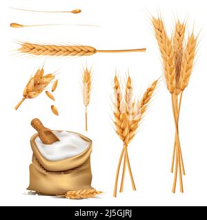 Bunch of wheat ears, dried grains, flour in burlap sack with wooden shovel realistic vector illustration set isolated on white background. Cereals har Stock Vector