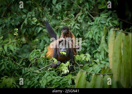 Mantled Howler Monkey (Alouatta palliata) feeding with baby on its back, Sierpe, Corcovado National Park, Osa Peninsula, Costa Rica, Central America Stock Photo