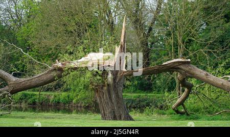 Cracked and broken Willow tree by river Stock Photo