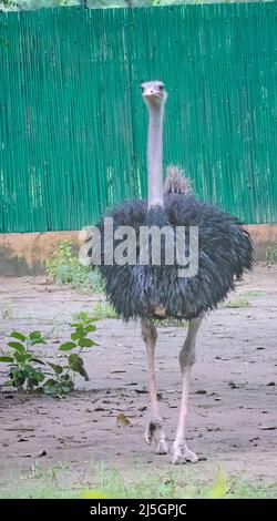 A Ostrich on cat walk in her home Stock Photo