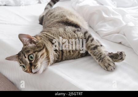 Pets are welcome at home. The beloved cat has stretched out its paws and lies on the bed, looking to the side, selective trick Stock Photo