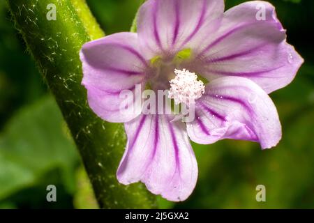 Malva or mallow is a genus of herbaceous annual, biennial, and perennial plants in the family Malvaceae. Plant with medical uses. Stock Photo