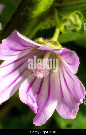 Malva or mallow is a genus of herbaceous annual, biennial, and perennial plants in the family Malvaceae. Plant with medical uses. Stock Photo