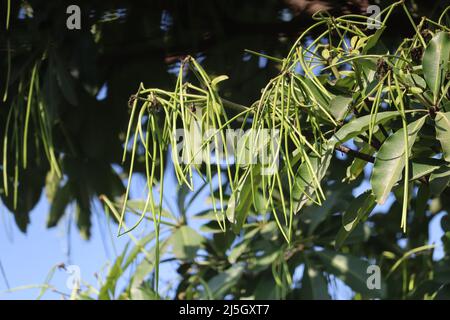 Pendulous, two lobed, dehiscent follicle, spindle shaped and Long fruit of Alstonia scholaris, commonly called blackboard tree or Saptaparni or devil' Stock Photo