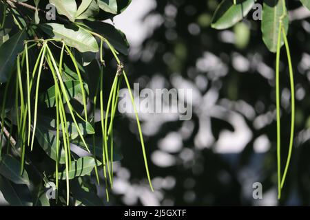 Pendulous, two lobed, dehiscent follicle, spindle shaped and Long fruit of Alstonia scholaris, commonly called blackboard tree or Saptaparni or devil' Stock Photo