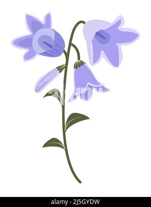 Bellflowers with leaves, blue-green illustration Stock Vector