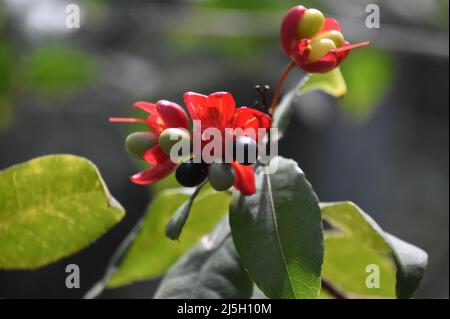 Red flowering plant with black and green berries in the tropics. Stock Photo
