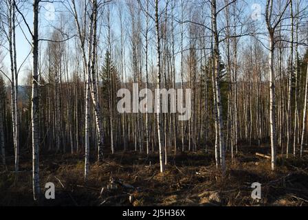 A birch tree forest in early srping Stock Photo