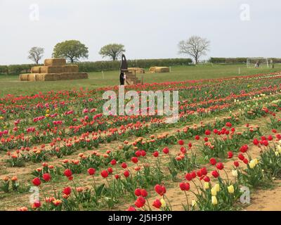 View of the tulip fields at Overstone Grange Farm in Northamptonshire: a pick your own flower farm for colourful tulips in late April. Stock Photo