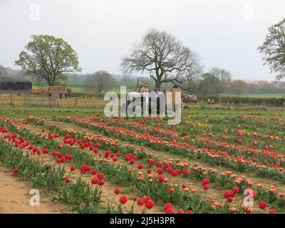 View of the tulip fields at Overstone Grange Farm in Northamptonshire: a pick your own flower farm for colourful tulips in late April. Stock Photo