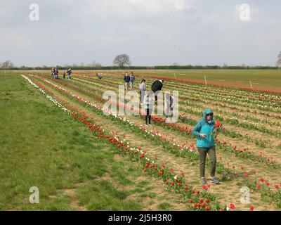 Visitors walk between the rows of colourful tulips at a pick-your-own tulip farm in the English countryside; Overstone Grange, Northamptonshire. Stock Photo