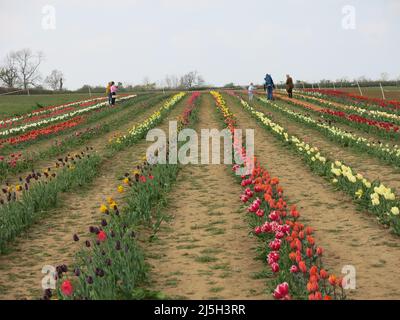 Visitors walk between the rows of colourful tulips at a pick-your-own tulip farm in the English countryside; Overstone Grange, Northamptonshire. Stock Photo