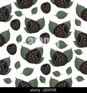 Blackberry pattern, colorful seamless pattern on white background Stock Vector