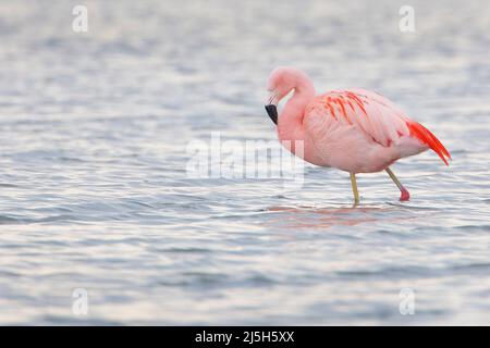 Chilean Flamingo (Phoenicopterus chilensis) foraging in lake, the Netherlands Stock Photo