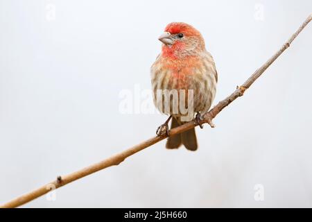 House Finch (Haemorhous mexicanus) male sitting on branch at Jamaica Bay refuge, New York, USA Stock Photo