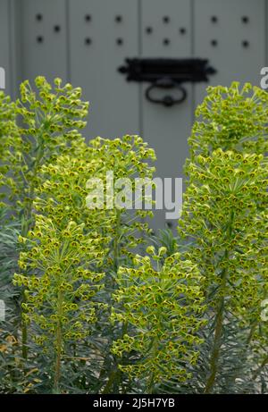 Stunning Euphorbia X Martinii, also known as Martin's Spurge, flowers growing in a front garden in Buckinghamshire UK, with a green door behind. Stock Photo