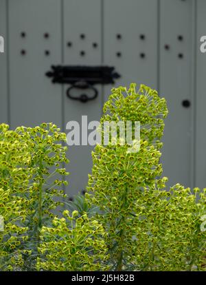 Stunning Euphorbia X Martinii, also known as Martin's Spurge, flowers growing in a front garden in Buckinghamshire UK, with a green door behind. Stock Photo