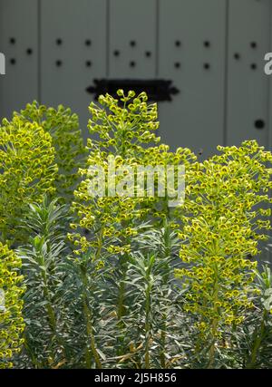 Stunning Euphorbia X Martinii, also known as Martin's Spurge, flowers growing in a front garden in Buckinghamshire UK, with a green door behind. Stock Photo