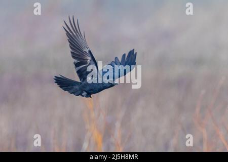 Closeup of a carrion crow Corvus corone black bird in flight above a meadow Stock Photo