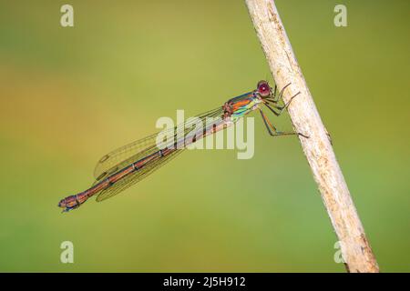 Detail closeup of a western willow emerald damselfly, Chalcolestes viridis, insect resting in the sun Stock Photo