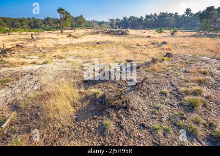 Desolate forest landcape national park de Hoge Veluwe, Holland Stock Photo