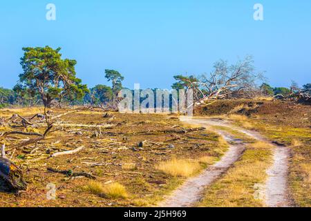 Desolate forest landcape national park de Hoge Veluwe, Holland Stock Photo