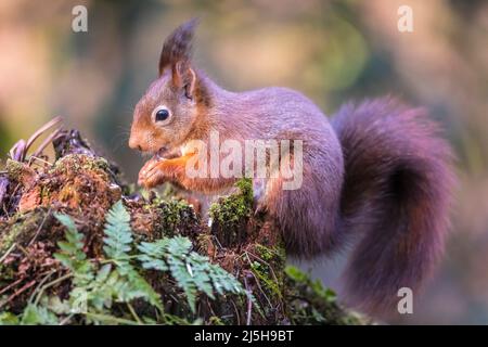 Closeup of a Eurasian red squirrel, Sciurus vulgaris, eating nuts in a forest. Selective focus, natural sunlight, wild animal. Stock Photo