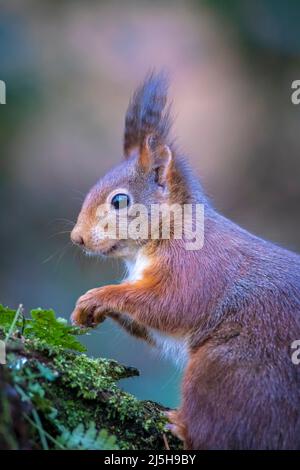 Closeup of a Eurasian red squirrel, Sciurus vulgaris, eating nuts in a forest. Selective focus, natural sunlight, wild animal. Stock Photo
