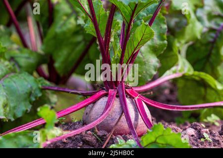 Fresh beetroot grows in the ground Stock Photo