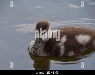 A young Egyptian gosling in a park in London, UK Stock Photo