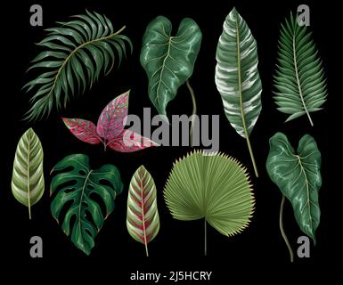 Tropical leaves such as monstera, palm, leaf, calathea and other isolated. Vector. Stock Vector