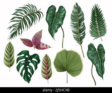Tropical leaves such as monstera, palm, leaf, calathea and other isolated. Vector. Stock Vector