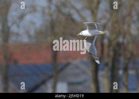 seagull in flight against blurry trees Stock Photo