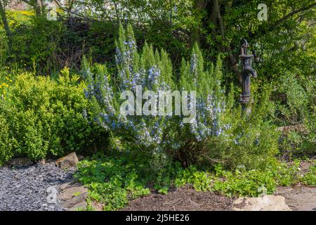 Magnificent rosemary bush in full bloom. Baden Baden, Baden Wuerttemberg, Europe Stock Photo