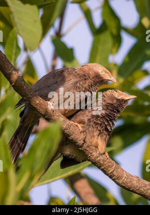 Yellow-billed Babbler couple on its natural environment on banks of a lake in Mysore, India. The birds closely watch. Stock Photo