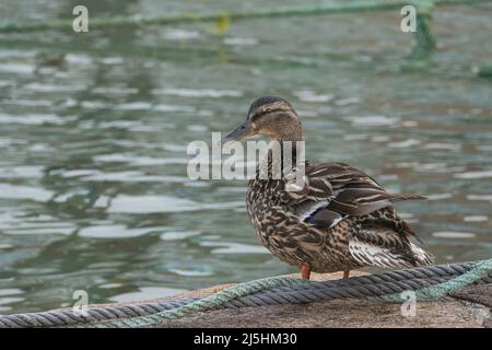 female mallard duck standing on stone with sea in background outdoors in spring Stock Photo