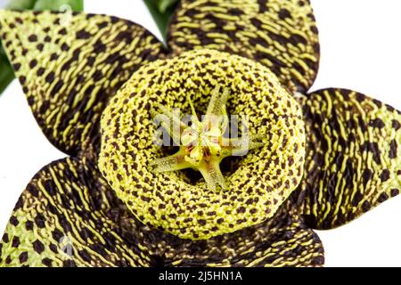 Starfish Cactus, Stapelia grandiflora, is a succulent plant with five petaled flowers that exude a rather unpleasant odor. Flowers are red to brown an