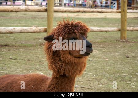 An alpaca animal close-up view. The homeland of alpacas is South America – Bolivia, Peru, Chile, and Ecuador. The largest herds are found in the hills Stock Photo