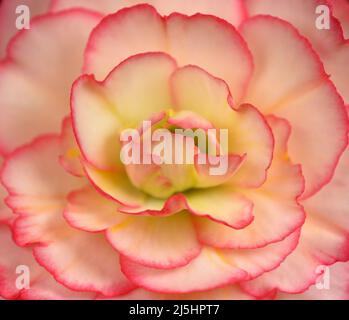 Macrophotograph of single Nonstop Rose Picotee Begonia flower with white petals having a pink fringe and yellowish center Stock Photo