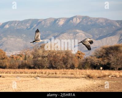 Migrating Sandhill Cranes with Sandia Mountains in the background Stock Photo