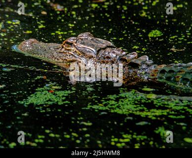 American Alligator Head sitting above the water in a swamp. Stock Photo