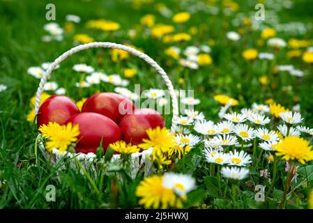 Basket with decorated red Easter eggs on green grass and floral meadow. Easter concept. Stock Photo