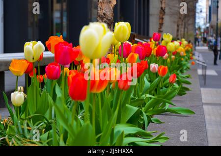 New York, New York, USA. 23rd Apr, 2022. Flowers are seen blooming on Park Avenue in New York City on April 23, 2022. (Credit Image: © Ryan Rahman/Pacific Press via ZUMA Press Wire) Stock Photo