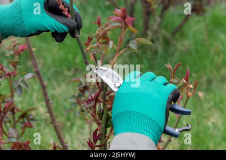 Man cutting rose branches in garden at spring time. Stock Photo