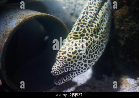 One moray portrait swim in clean water close up view Stock Photo