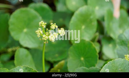 Hydrocotyle verticillata also known as Whorled marshpennywort with flowers Stock Photo