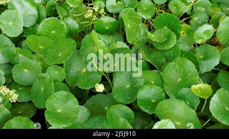 Hydrocotyle verticillata also known as Whorled marshpennywort with flowers Stock Photo