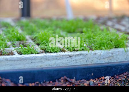 Sprouts on a styrofoam seedling tray at San Francisco, California. Selective focus of a leafy fresh green sprouts on a styrofoam tray on the ground. Stock Photo